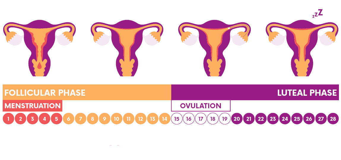 Diagram of the stages of the 28-day menstrual cycle, with illustrations of the womb: moving from menstruation (days 1-5) in the follicular phase to ovulation (days 15-19) in the luteal phase.