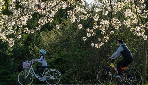 A father and daughter ride their bikes in a park.