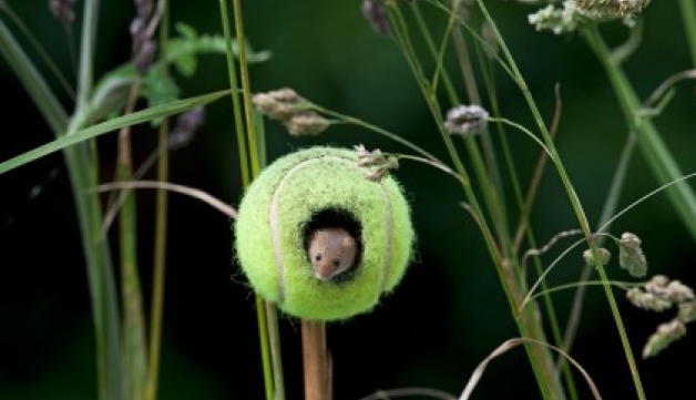A harvest mouse peeks out of a hole in a tennis ball placed on the end of a stick among wildflowers.