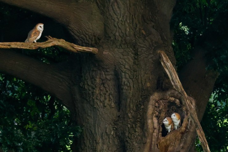 Two barn owls huddled in the hollow of  tree look up at a third perched on a branch.