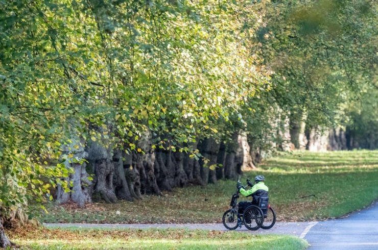 A man using a handbike rides down a road beside a row of mature trees.